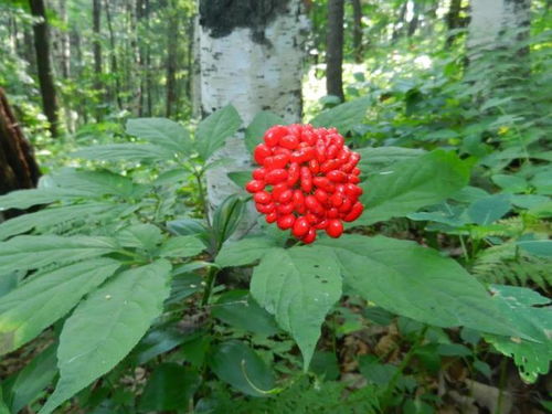 通化人參產業上半年綜合產值突破200億元，西洋參成重要增長點